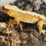 Creamsicle Crested gecko for sale