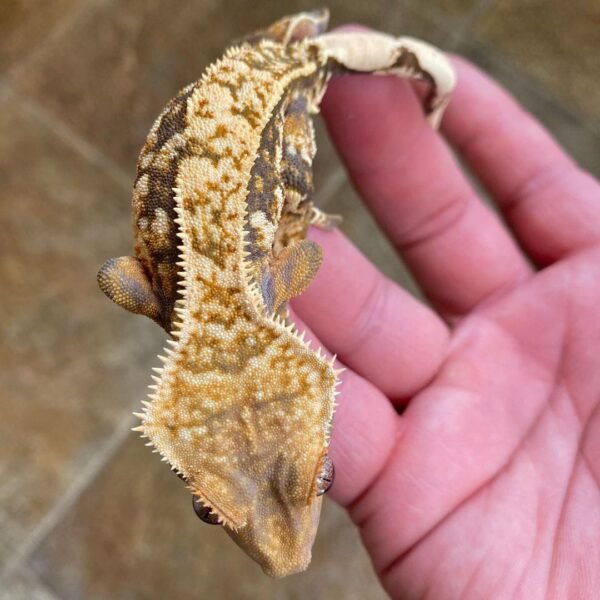 Tricolor Crested gecko for sale