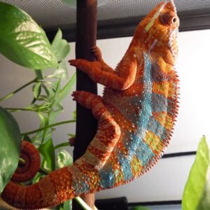Ambilobe Panther Chameleon for sale