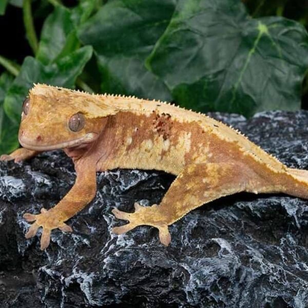 Dalmatian Crested gecko for sale