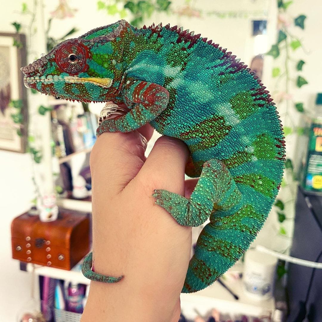 Nosy Be Panther Chameleon forsale