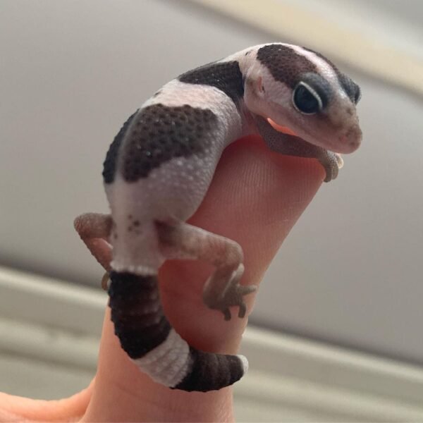 Exact White-Out African Fat Tailed Gecko for sale
