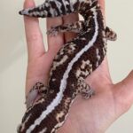Exact Zero African Fat Tailed Gecko for sale