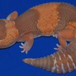 Exact Striped Caramel Albino African Fat Tailed Gecko
