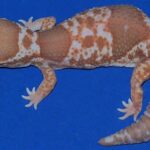 Exact Striped White-Out African Fat Tailed Gecko