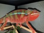 Red Body Blue Bar Ambilobe Panther Chameleon for sale