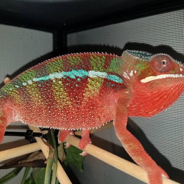 Red Body Blue Bar Ambilobe Panther Chameleon for sale