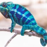 Ambanja Panther Chameleon for sale