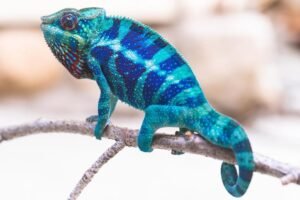 Ambanja Panther Chameleon for sale