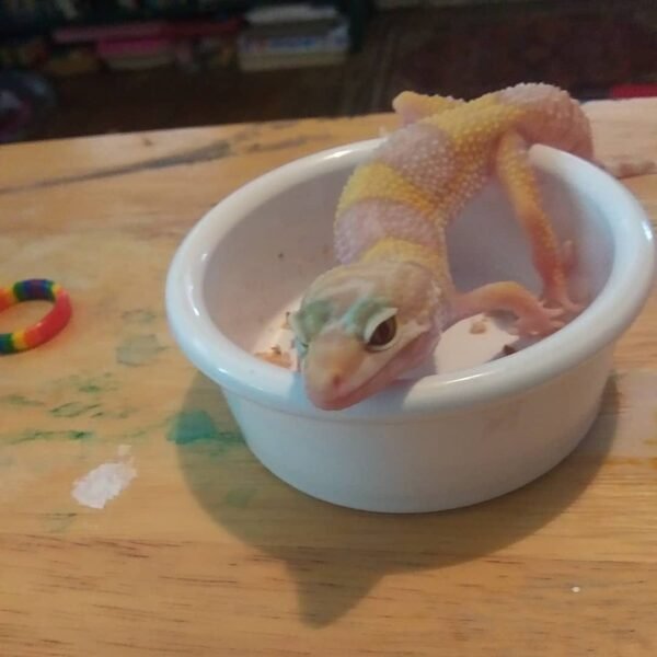 Caramel Albino African Fat Tail Gecko for sale