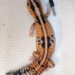 Zulu African Fat Tail Gecko for sale