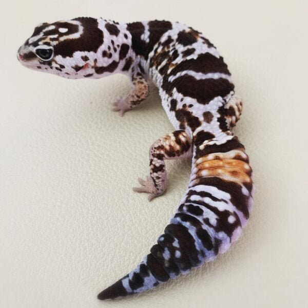 Striped Whiteout African Fat Tail Gecko for sale
