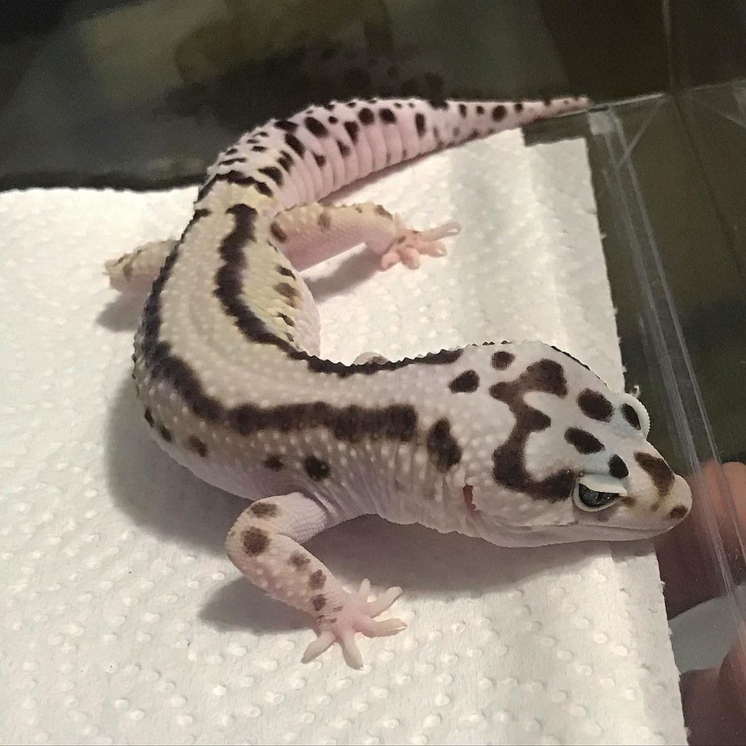 Striped African Fat Tailed Gecko for sale