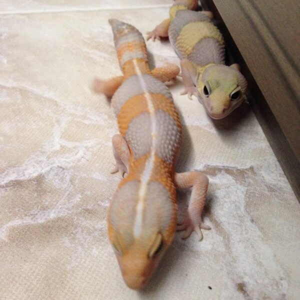 Striped Albino African Fat Tailed Gecko for sale