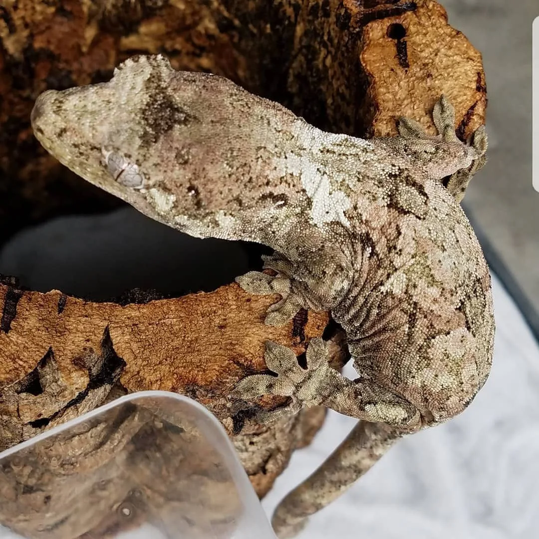 Pine Island Chahoua gecko