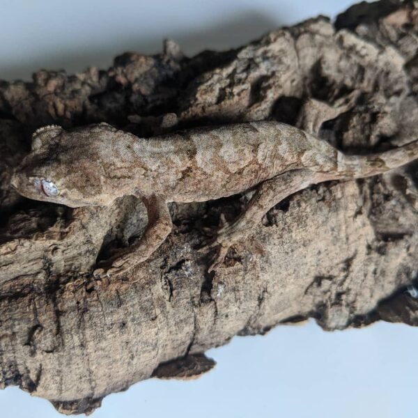 Mainland Chahoua gecko