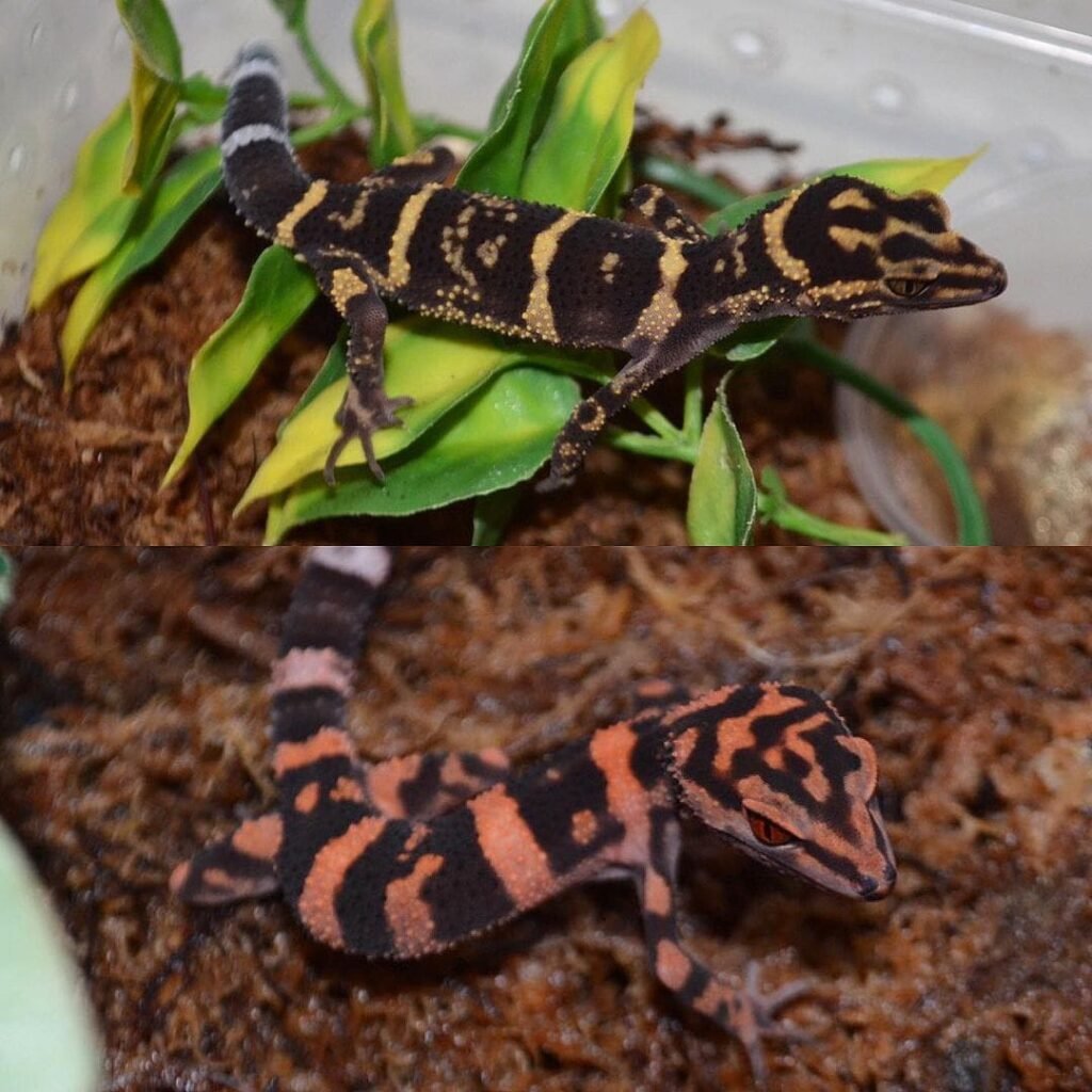 Japanese cave geckos are beautiful, fast, shy animals native