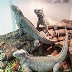 Rhino Iguana
