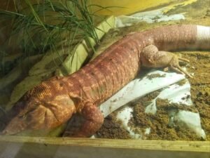 Red Tegu for sale