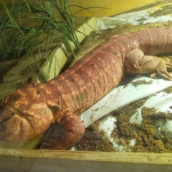 Red Tegu for sale