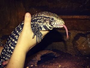 Black and White Argentine Tegu
