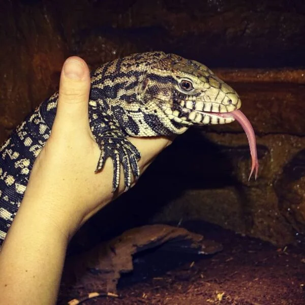 Black and White Argentine Tegu