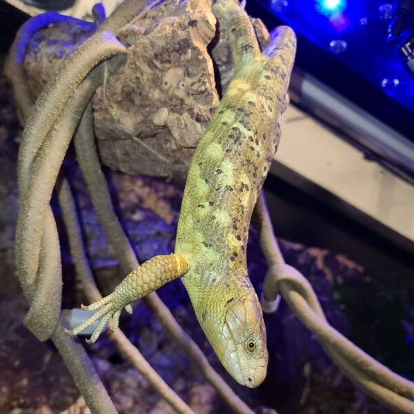 Monkey Tailed Skink for sale