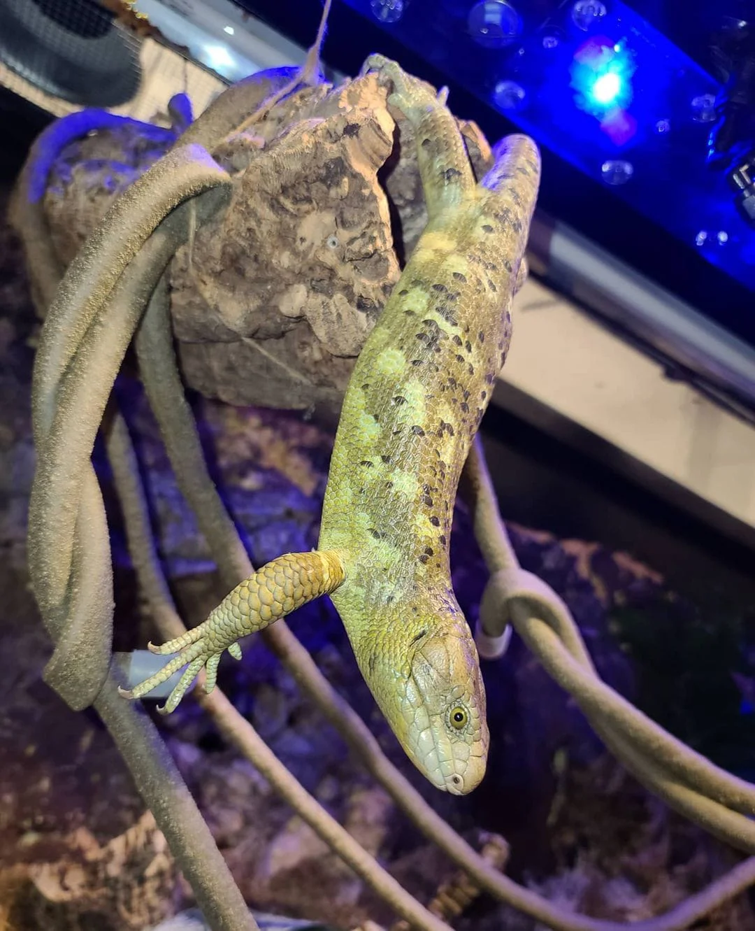 Monkey Tailed Skink for sale