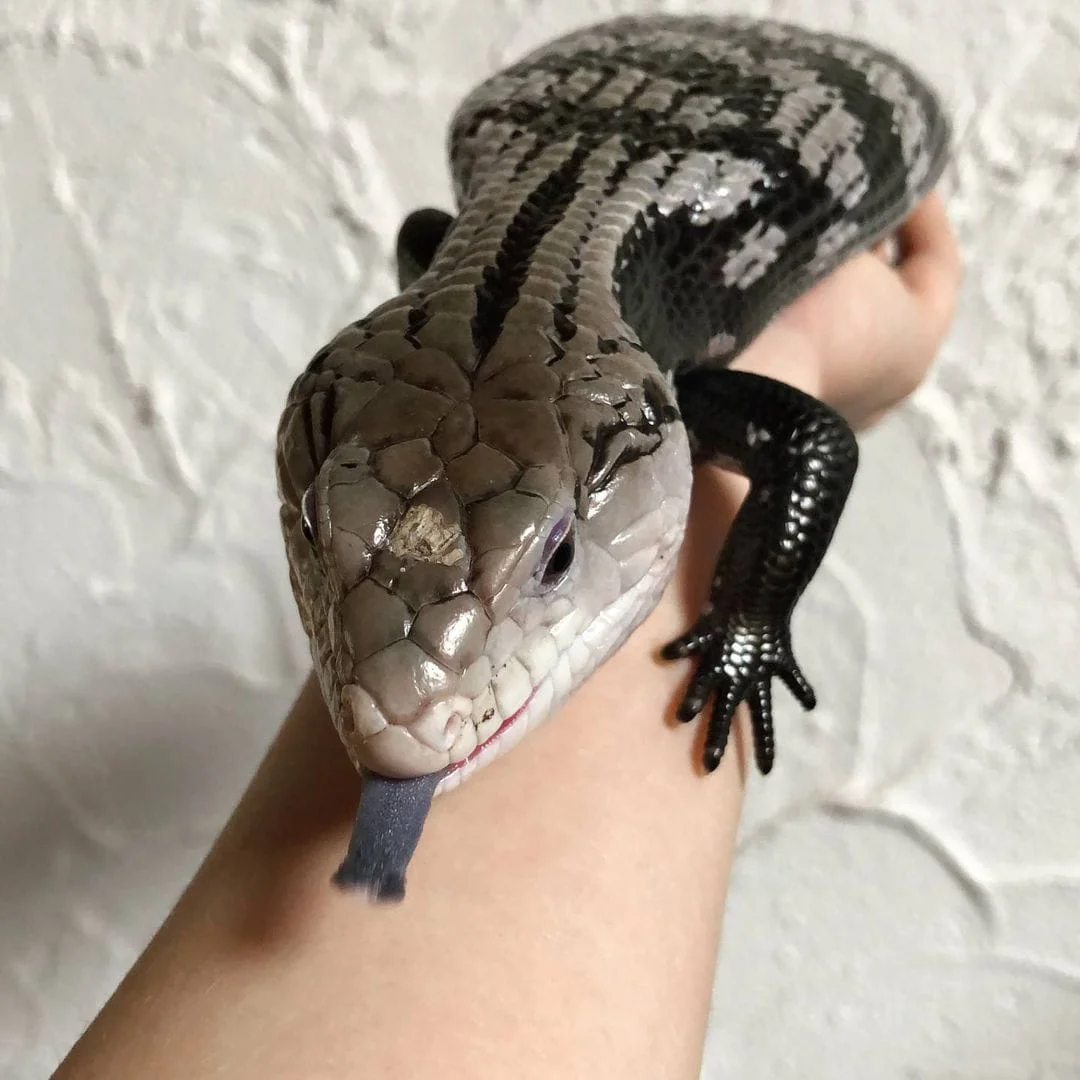 Halmahera Blue Tongue Skink