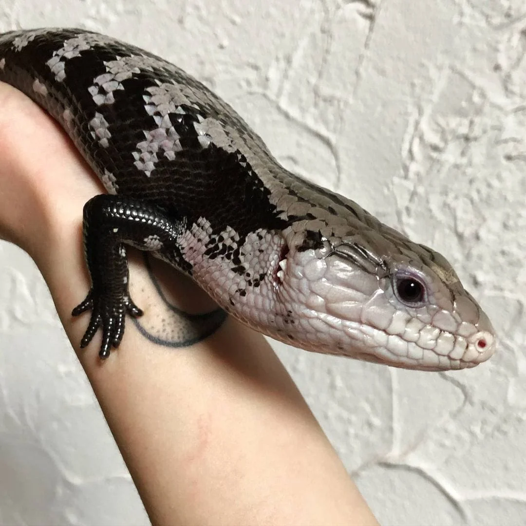 Halmahera Blue Tongue Skink