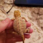 Inferno bearded dragon