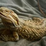 leatherback bearded dragon