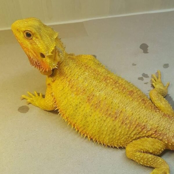 Bearded dragons FOR SALE