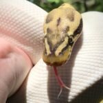 High White Pied Ball Python FOR SALE