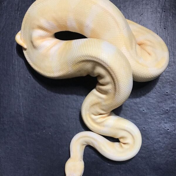 Albino Enchi ball python