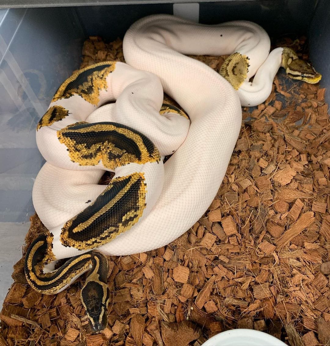 Pastel Pied Ball Python