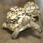 ivory leopard tortoise