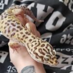Bold super giant leopard gecko