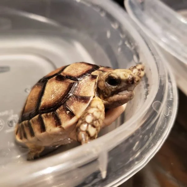 Moroccan Greek tortoises