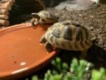 Greek Tortoise for sale