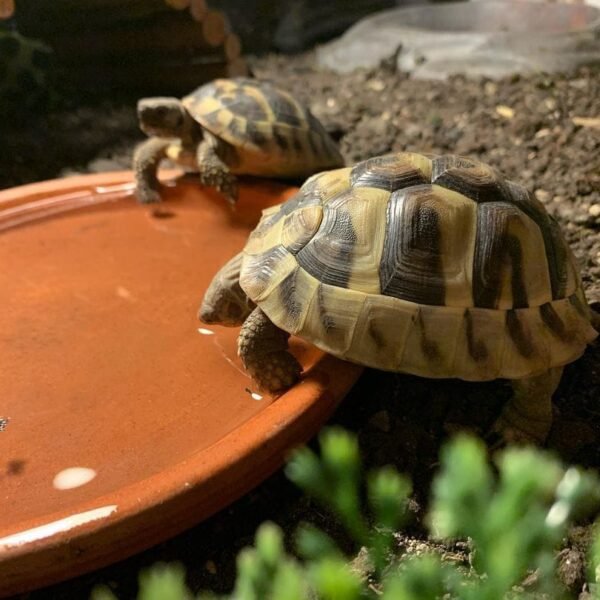 Greek Tortoise for sale