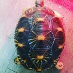 Radiated Tortoise for sale