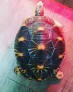 Radiated Tortoise for sale