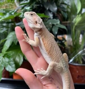 Witblit Bearded Dragon for Sale | Order Online