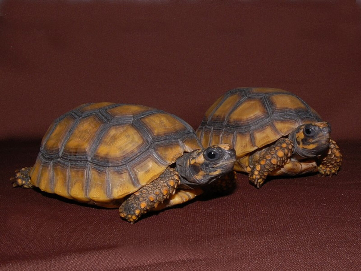 Yellow foot tortoise-Yellow-foot-tortoise.jpg