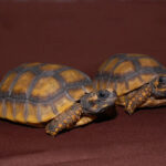Yellow foot tortoise-Yellow-foot-tortoise.jpg
