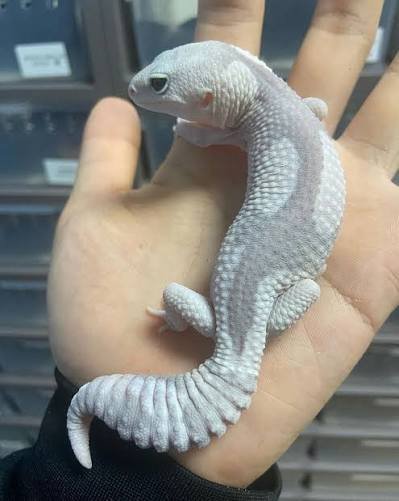 Zulu African Fat Tail Gecko | Buy Online