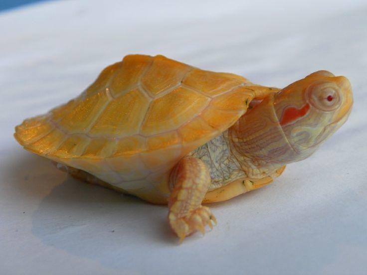 Caramel Albino Slider Turtle for sale