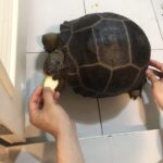Aldabra tortoise for sale