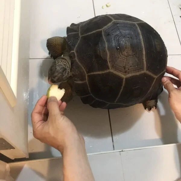 Aldabra tortoise for sale